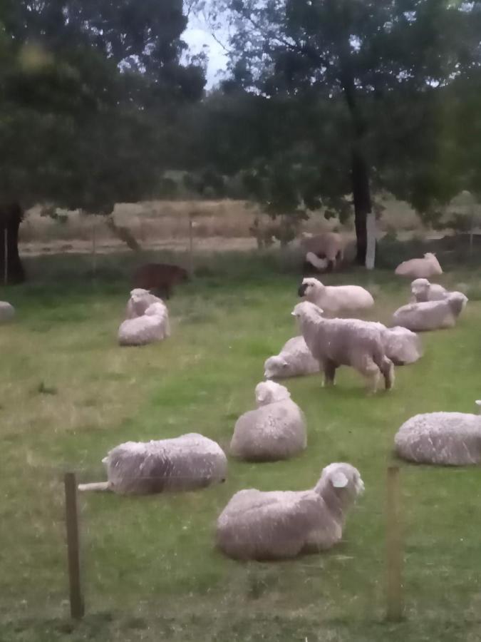 Pousada Do Pampa Jaguarão المظهر الخارجي الصورة